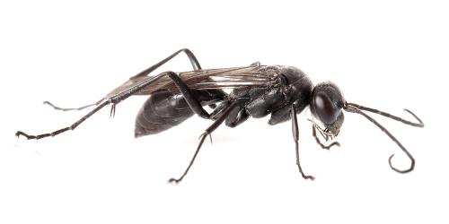 Auplopus carbonarius